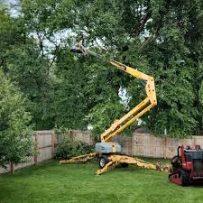 How Our Tree Care Process Works  in  Stillman Valley, IL