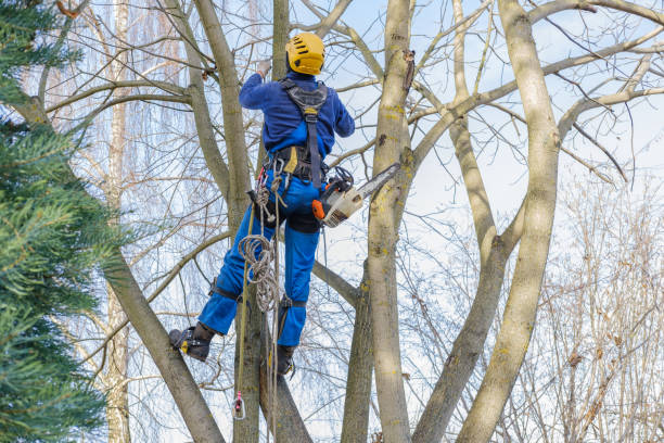 Best Pest Control for Lawns  in Stlman Valley, IL