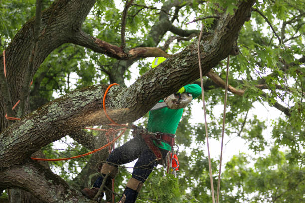 Best Storm Damage Tree Cleanup  in Stlman Valley, IL