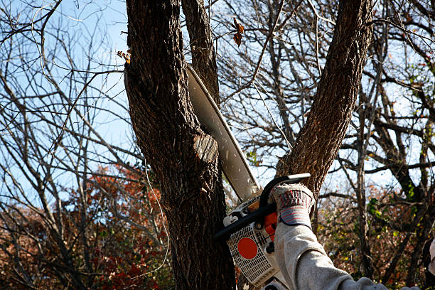 Best Lawn Disease Treatment  in Stlman Valley, IL
