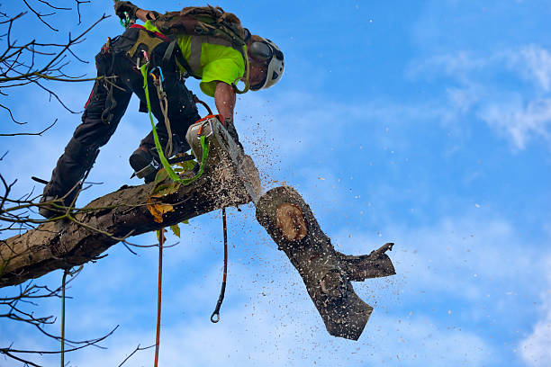 Best Tree Mulching  in Stlman Valley, IL