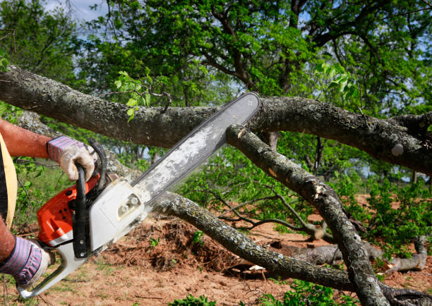 Best Leaf Removal  in Stlman Valley, IL